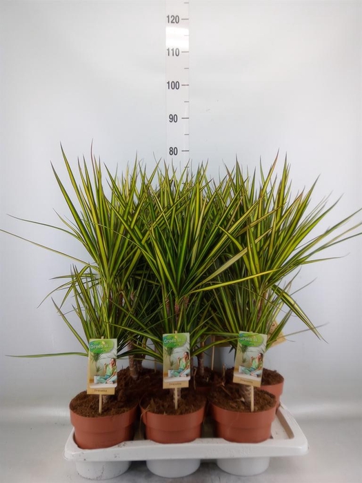 <h4>Dracaena marg. 'Sunray'</h4>
