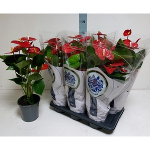 Anthurium Jambo Red