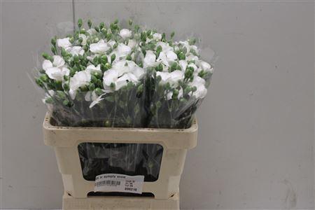 <h4>Di Tr Symply Snow</h4>