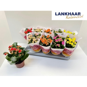 KAL GE PERF GEM 5 KL