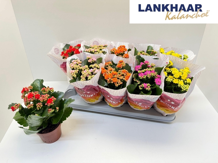 <h4>KAL GE PERF GEM 5 KL</h4>