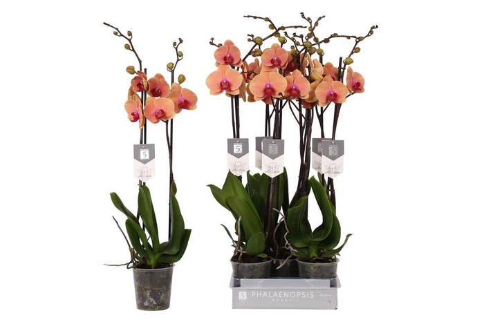 <h4>Phal Caribbean Dream 2 Tak 18+</h4>