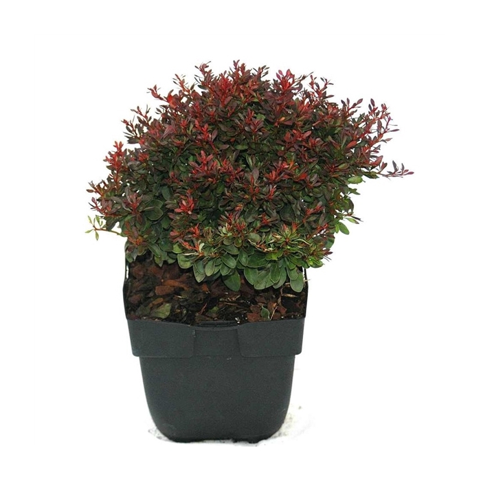 <h4>Berberis thunbergii 'Bagatelle' P17</h4>