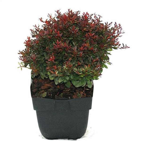 <h4>Berberis thunbergii 'Bagatelle' P17</h4>