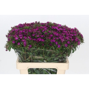 DI BARB AM NEON PURP