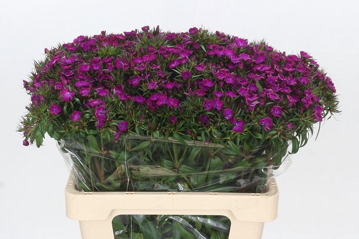 <h4>DI BARB AM NEON PURP</h4>