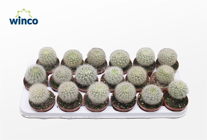 <h4>Neoporteria Senilis</h4>