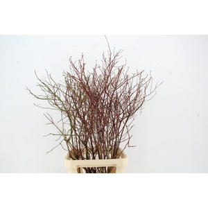 VACCINIUM(BOSBES) ROOD PER STEM 100/120CM