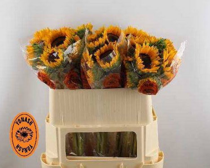 <h4>Helianthus Orange Fire Yonash</h4>