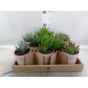 Succulents   ...mix 3