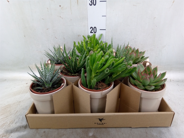 <h4>Succulents   ...mix 3</h4>