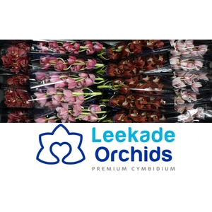 CYMB MI MOTHER'S DAY MIX Leekade X10