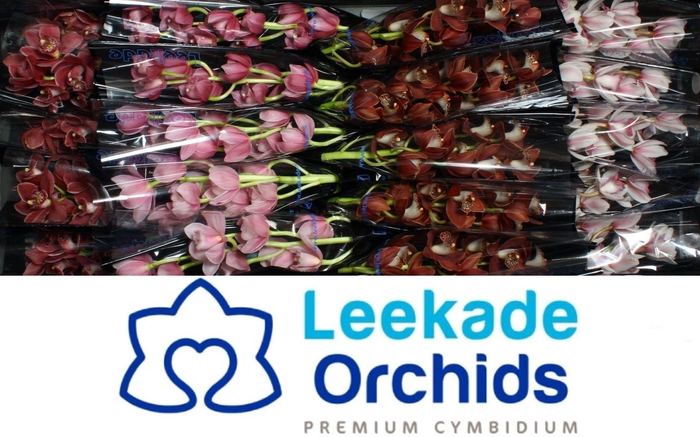 <h4>Cymb Mi Mother's Day Mix Leekade X20</h4>