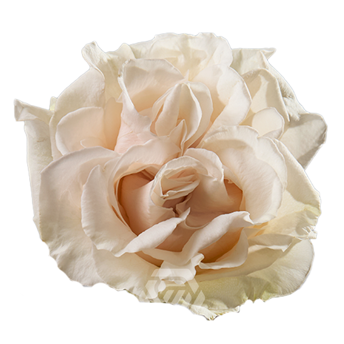 <h4>R GR COTTON X-PRESSION</h4>