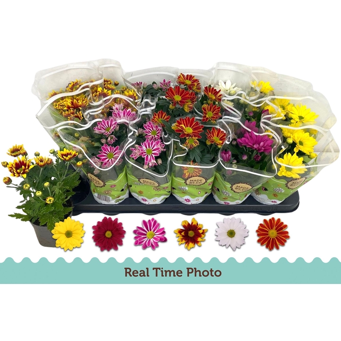 <h4>CHRYS GEM 6 KL</h4>