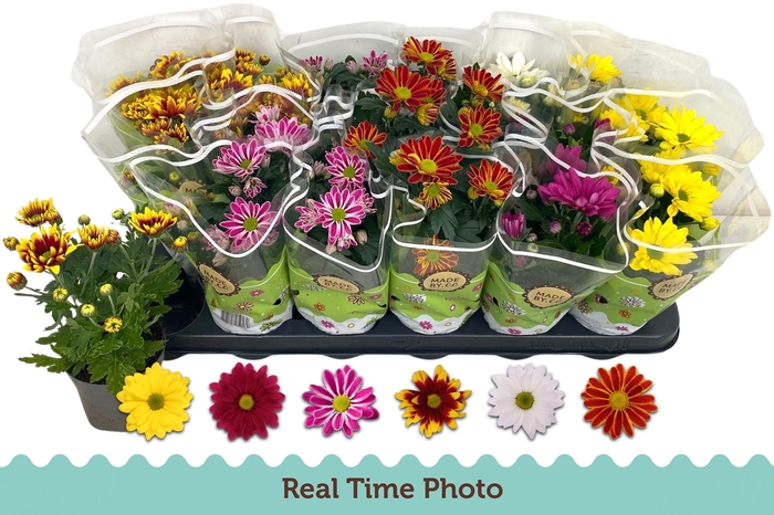 <h4>CHRYS GEM 6 KL</h4>