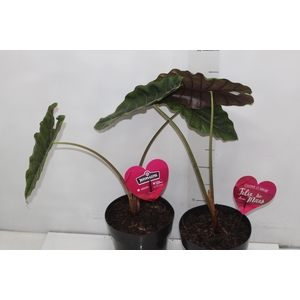 ALOCASIA CHANTRIERI P17