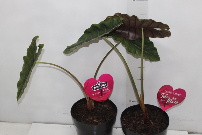 <h4>ALOCASIA CHANTRIERI P17</h4>