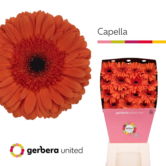 <h4>Gerbera Capella Diamond</h4>