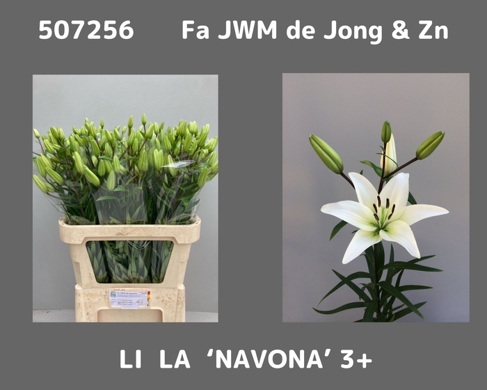 <h4>LI AS NAVONA</h4>