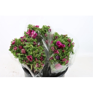 Anem Marianne Orchid