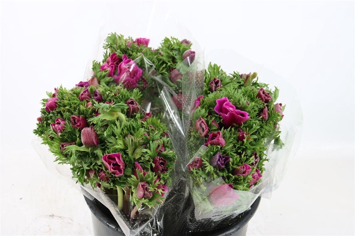 <h4>Anem Marianne Orchid</h4>