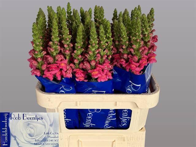 <h4>ANTIR.ANTIBES ROSE</h4>
