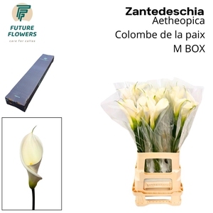 ZANT AE COLOMBE PAIX MEDIUM BOX