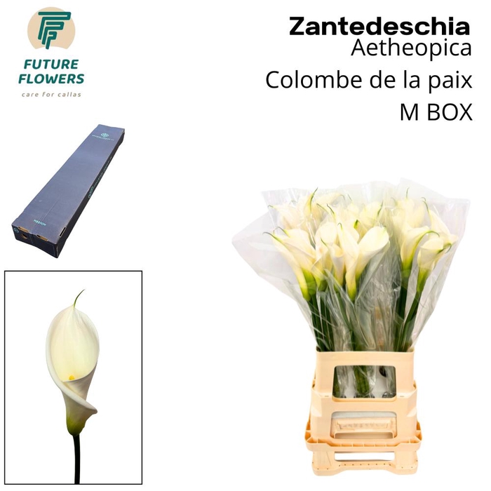 <h4>ZANT AE COLOMBE PAIX MEDIUM BOX</h4>