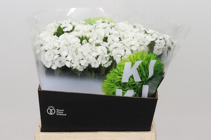 <h4>Dianthus Br Kiwi Bunny XXL</h4>
