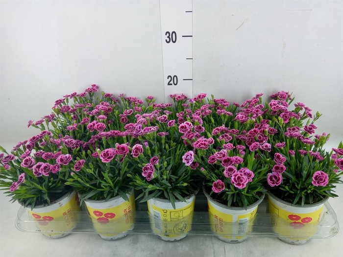 <h4>Dianthus allw. 'Lucky Lips Lena'</h4>