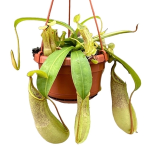 Nepenthes Loes