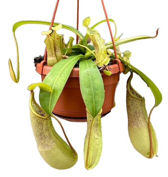 <h4>Nepenthes Loes</h4>