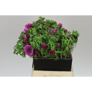 Anemone Co Marianne Orchid