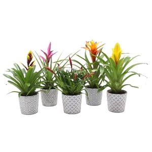 Bromelia overig gemengd 10 soorten