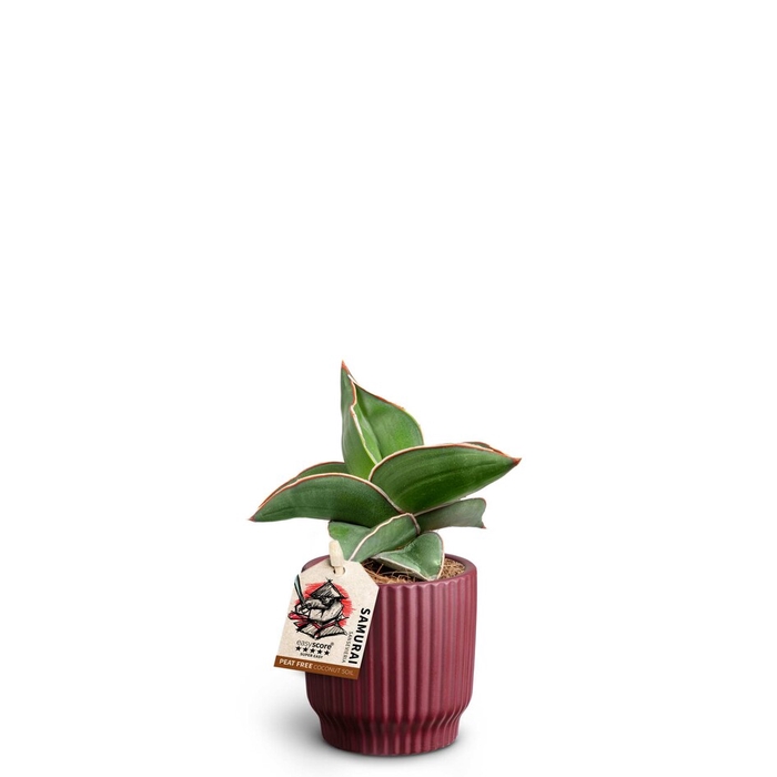 SANSEVIERIA EHRENBERGII