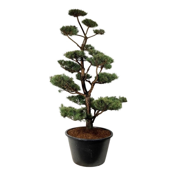 <h4>Pinus sylvestris</h4>