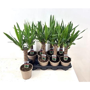 Yucca