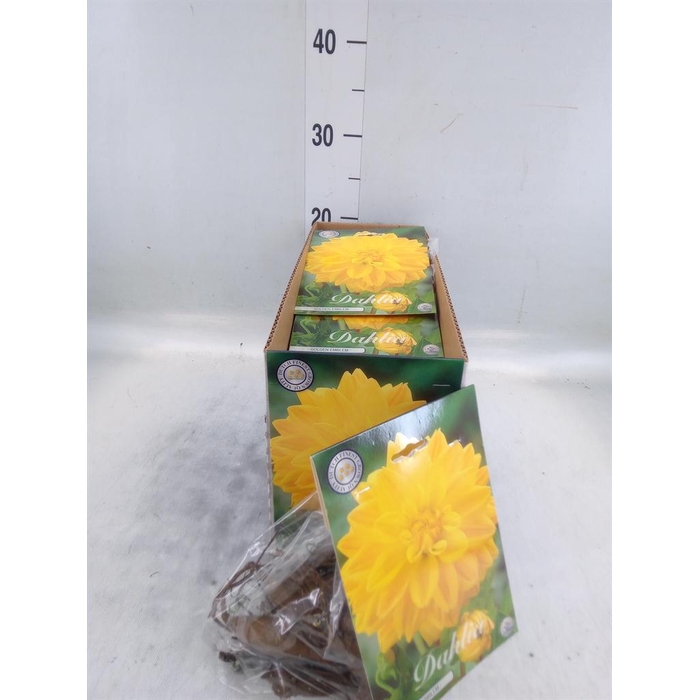 <h4>Dahlia   ...flowerbulbs</h4>