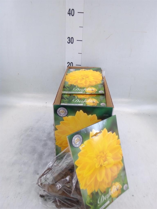 <h4>Dahlia   ...flowerbulbs</h4>