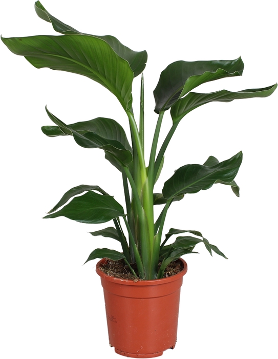 <h4>Strelitzia Nicolai 2pp</h4>