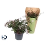Jasminum polyanthum (roze) struik Dark Pink