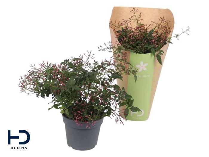 <h4>Jasminum polyanthum (roze) struik Dark Pink</h4>