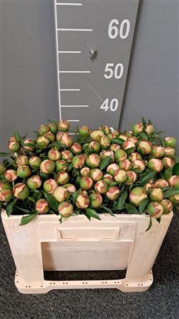 <h4>Paeo Pecher 40 Cm</h4>