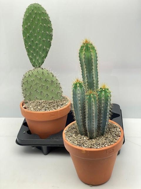 <h4>CACTUS GEM</h4>