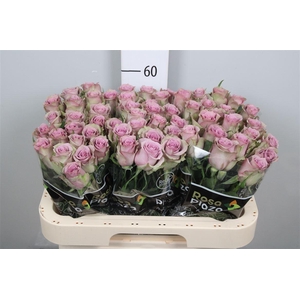 R Gr Samantha Bridal