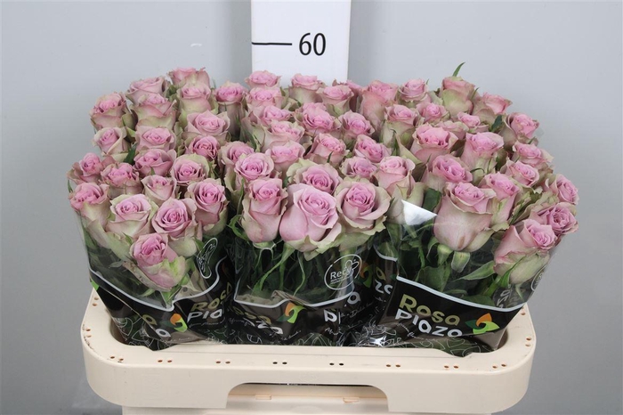 <h4>R Gr Samantha Bridal</h4>