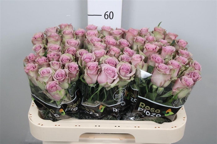 <h4>R Gr Samantha Bridal</h4>