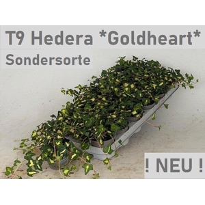 HEDE H GOLDHEART