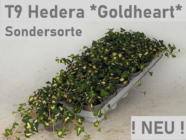 <h4>HEDE H GOLDHEART</h4>